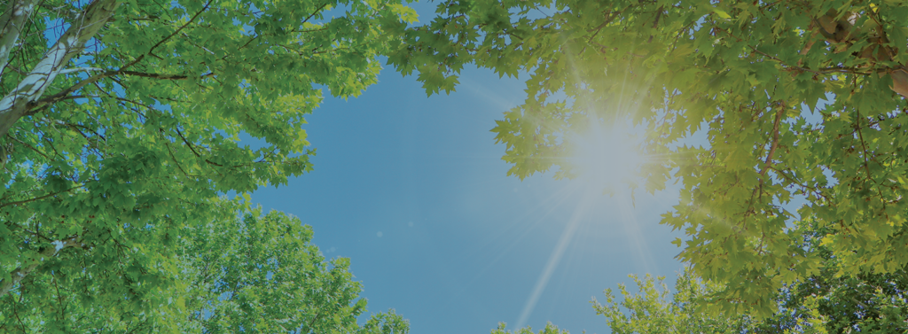 Sustainability banner trees and sky